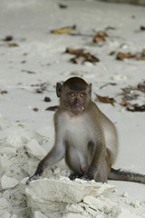 Long-tailed Macaque ( Macaca fascicularis)buddha-cave,Thailand, Asia