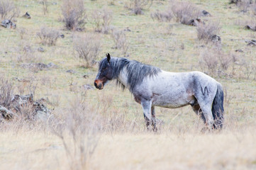 Horses breeding in Altai steppe in the early morning