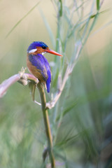 Malachite Kingfisher perched on a reed at Lake Panic in Kruger National Park