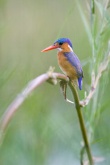 Malachite Kingfisher perched on a reed at Lake Panic in Kruger National Park