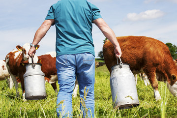 farmer with milk churns at his cows