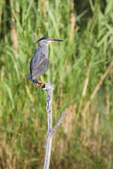 Green Backed Heron perched on a branch in Kruger National Park