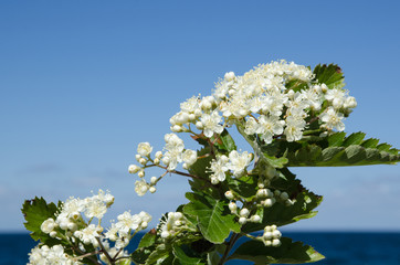 White flowers by the coast