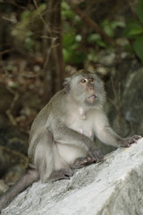 Naklejka na ściany i meble Long-tailed Macaque ( Macaca fascicularis)buddha-cave,Thailand, Asia