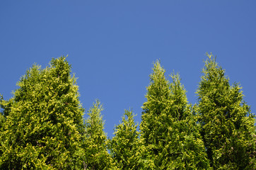 Thuja hedge at blue sky