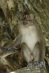 Long-tailed Macaque ( Macaca fascicularis)buddha-cave,Thailand, Asia