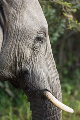 Portrait of wild female elephant with short tusks in Kruger National Park