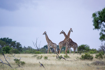 Herd of wild Giraffes standing in open filed in Kruger National Park