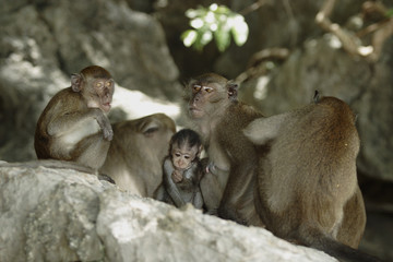 Long-tailed Macaque ( Macaca fascicularis)buddha-cave,Thailand, Asia