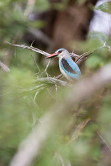 Obraz premium Woodland Kingfisher perched in a tree in Kruger National Park