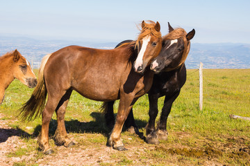 Obraz premium Coppia di cavalli in amore