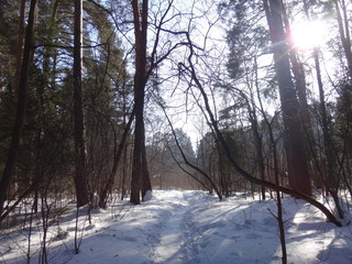 Зимний лес в солнечный день