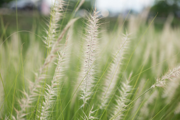 Field of grass flowers