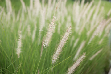 Field of grass flowers