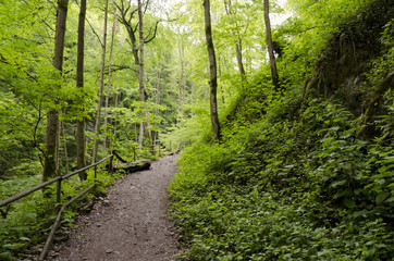 Obraz premium trail in the forest with banisters