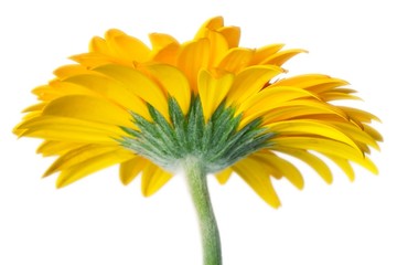 Closeup of yellow daisy on the white background