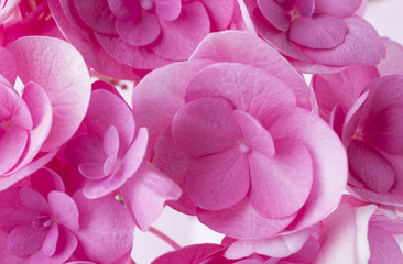 Obraz premium Pink flower.