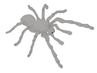 Tarantula