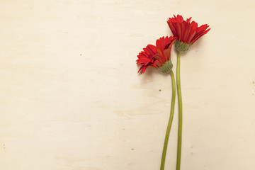 Red Daisy on wood background