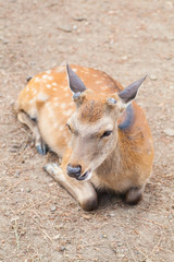 Deer without antler at Nara , Japan