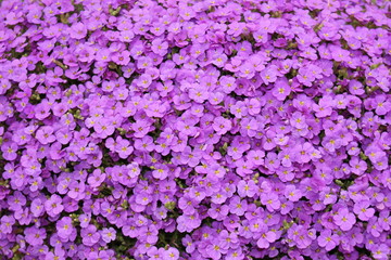 Purple Aubrieta flowers or Aubretia flowers (Aubrieta Deltoidea) in Innsbruck, Austria