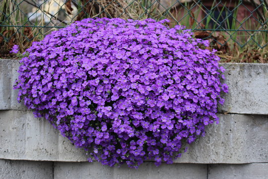Purple Aubrieta flowers or Aubretia flowers (Aubrieta Deltoidea) in Innsbruck, Austria