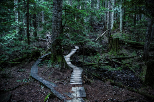 Canada, North Vancouver, Forrest trail in North Vancouver