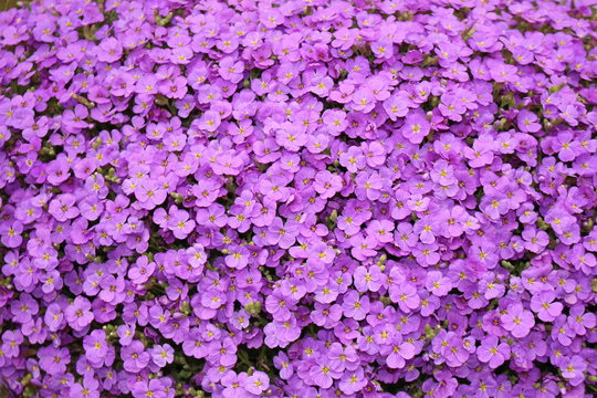Purple Aubrieta flowers or Aubretia flowers (Aubrieta Deltoidea) in Innsbruck, Austria