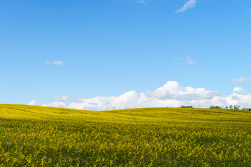 Yellow race field and clouds in the blue sky