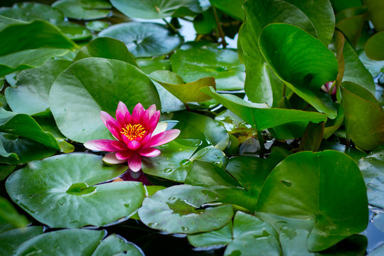 Crimson pink water lily in a pond