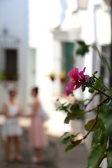 Flowers in the street