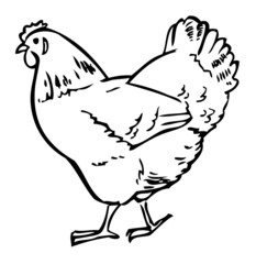 drawing chicken