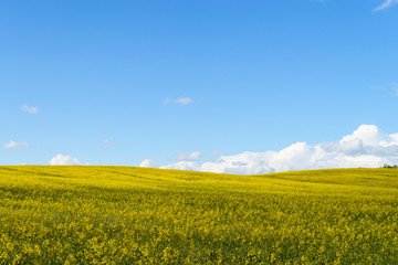 Fototapeta premium Yellow rape fields