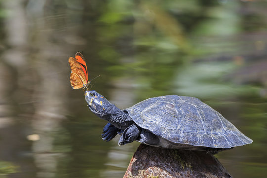 Ecuador, Amazonas River Region, Julia butterfly on nose of Yellow-spotted river turtle