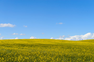 Yellow  rape fields in Belarus