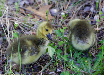 Cute young geese