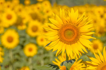 Obraz premium Sunflowers in a Field