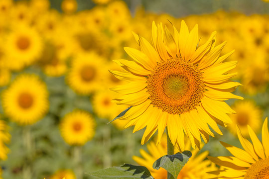 Sunflowers in a Field