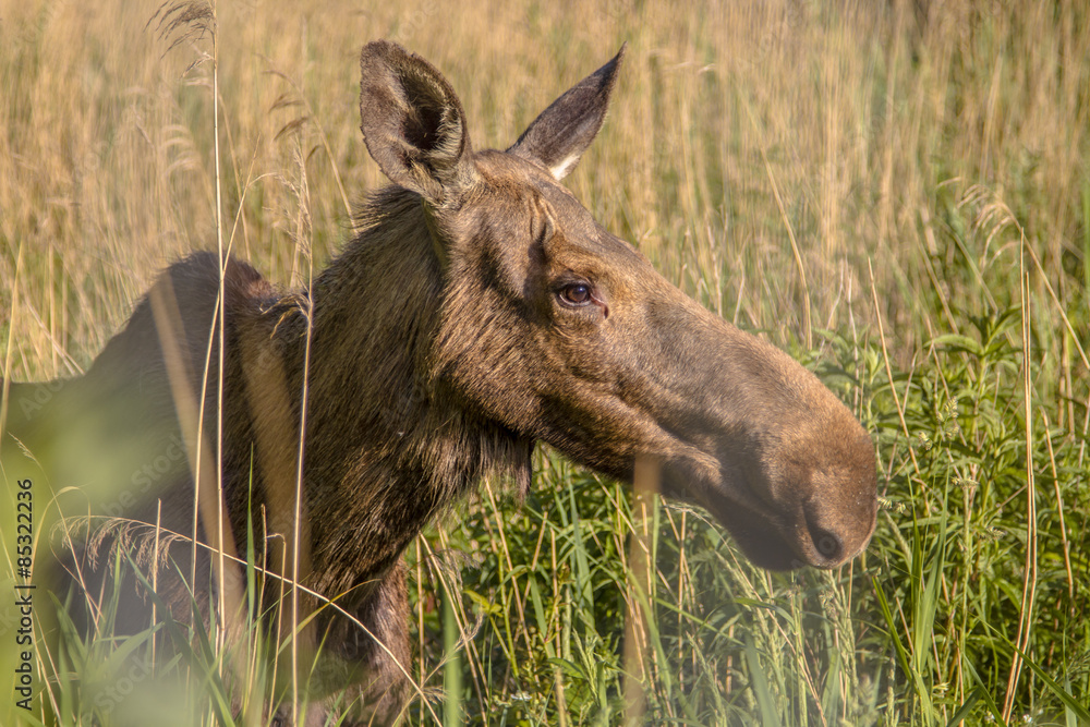 Wall mural head of a female moose