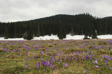 Polana Chochołowska © wesley1957