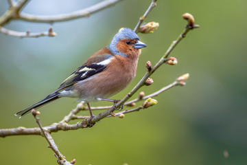 Chaffinch on a branch