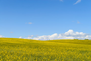 Yellow rapeseed field on a sunny day