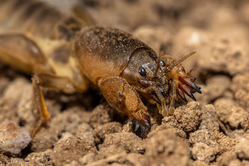 Gryllotalpa head