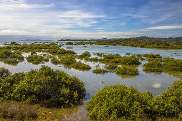 Fototapeta na wymiar Developing Mangroves in Hokianga Estuary