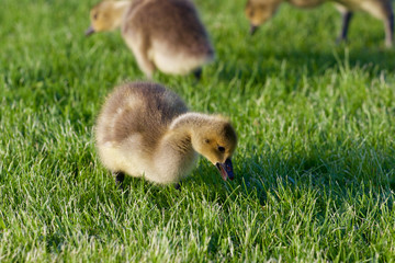 The young cackling geese on the grass