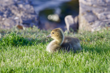 Naklejka na ściany i meble The young goose is laying on the green grass