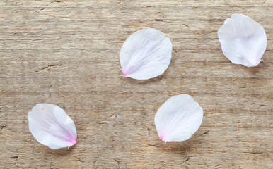 Petal of cherry blossom sakura flower fall on wood floor