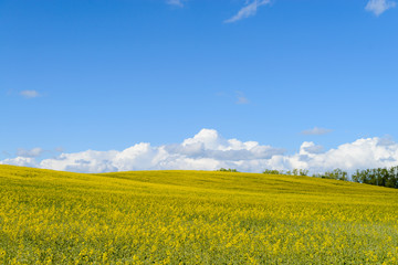 Yellow rapeseed field on a sunny day
