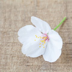 Beautiful cherry blossom sakura flower on wood background