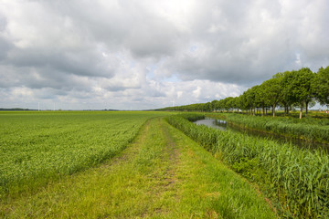 Vegetables growing under a cloudy sky in spring